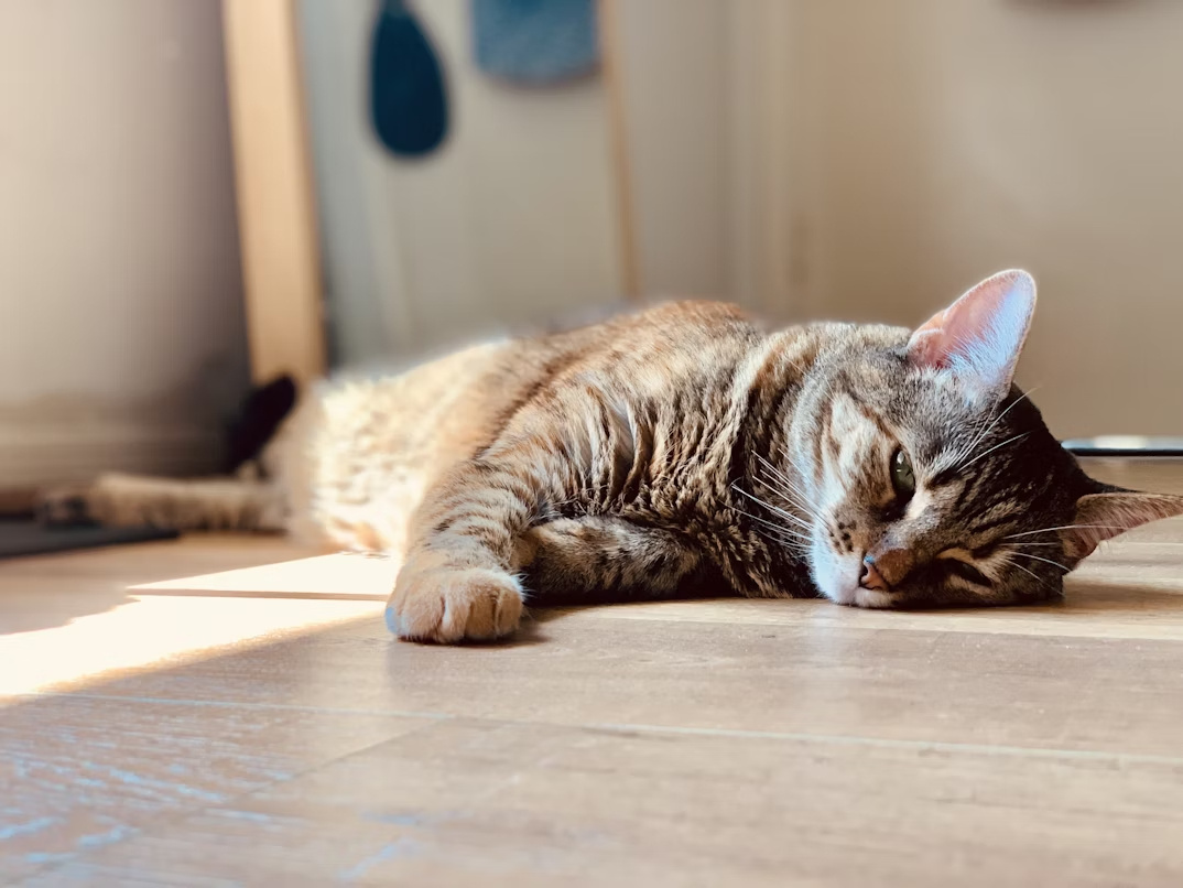 新築で猫と快適に暮らす住宅設計の工夫とは?愛猫と住む家づくりのポイントも紹介の画像