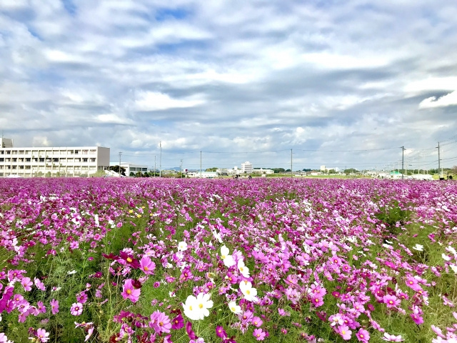 兵庫県加古郡稲美町にある有名な地域、人気な地域に引っ越しに関する解説！お得な制度はある？の画像
