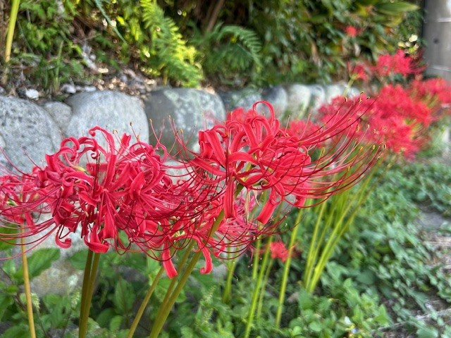 【津島市不動産売却】彼岸花の画像