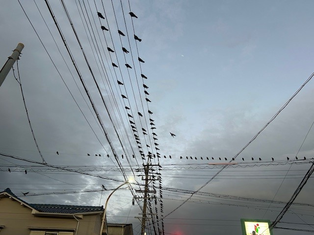 【津島市不動産売却】カラスの画像