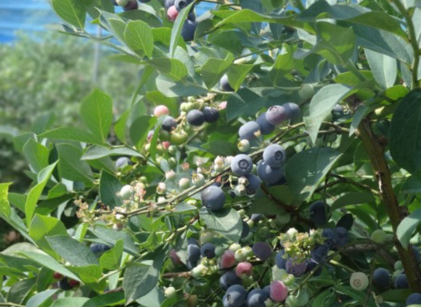 小平市で秋に味わう果物の楽しみ方は？家族で過ごすおすすめ体験もご紹介の画像