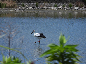 幸せを運ぶ鳥が舞い降りた！淡路島の洲本市の池で見つけた「コウノトリ」との共生の画像