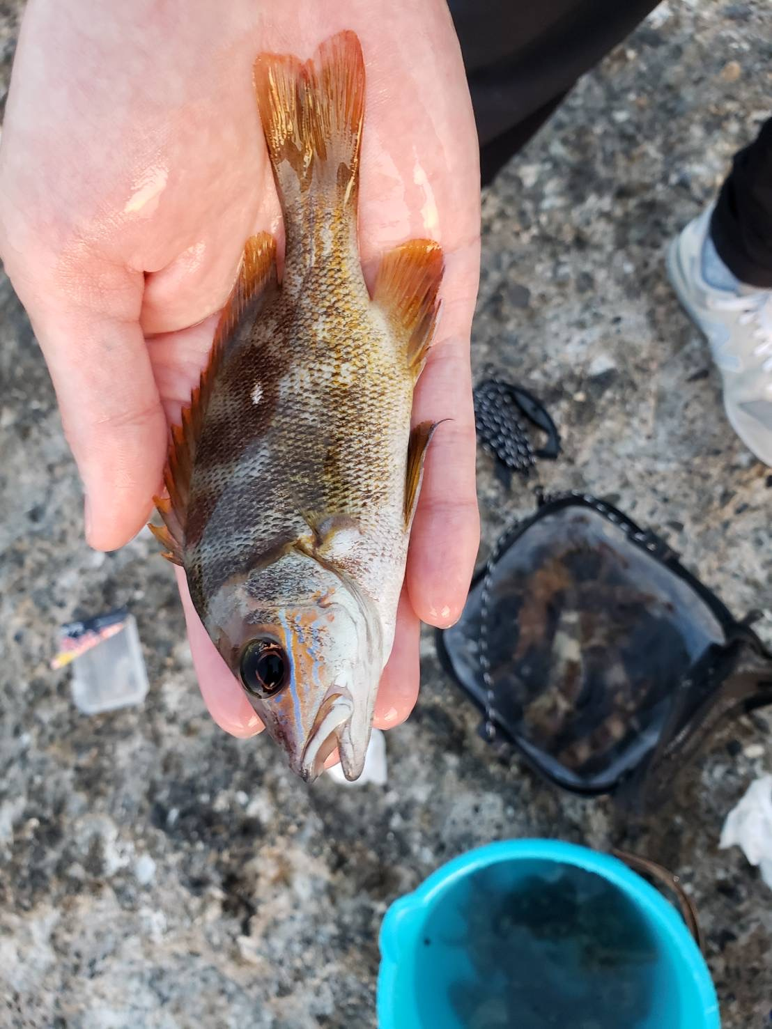 営業コンビ、千葉の海へ!ゆる〜い釣り旅への画像