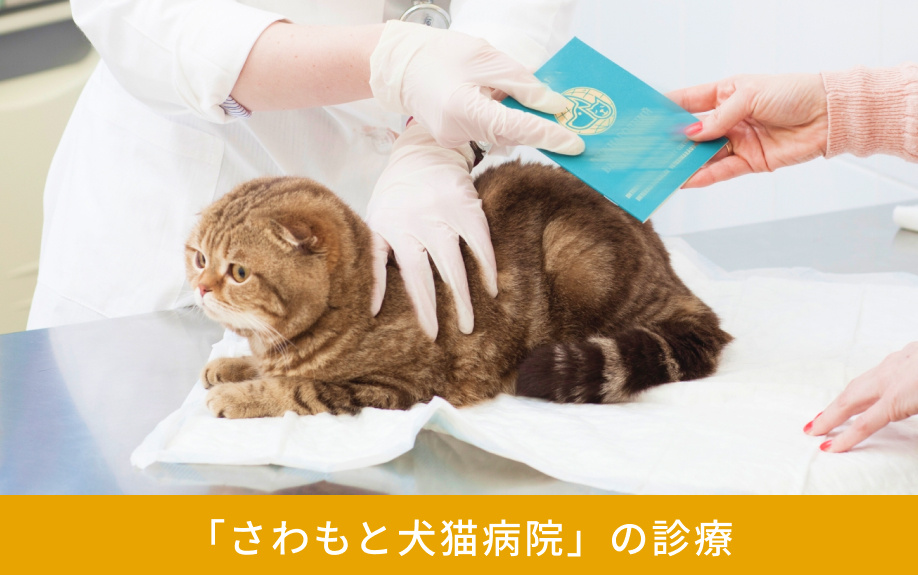「さわもと犬猫病院」の診療