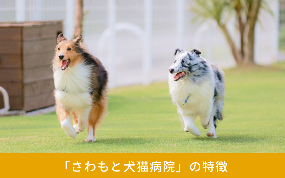「さわもと犬猫病院」の特徴