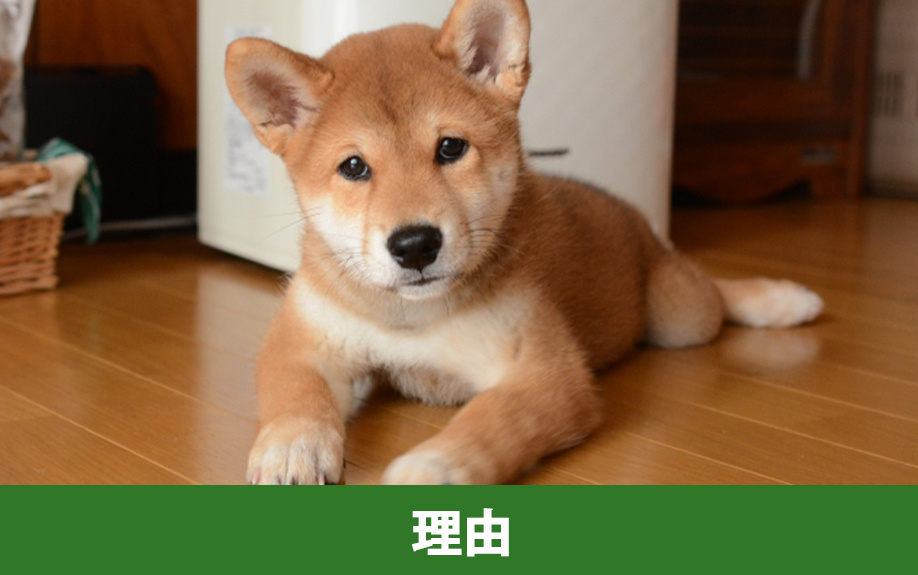 中古マンションはペット不可が多い理由