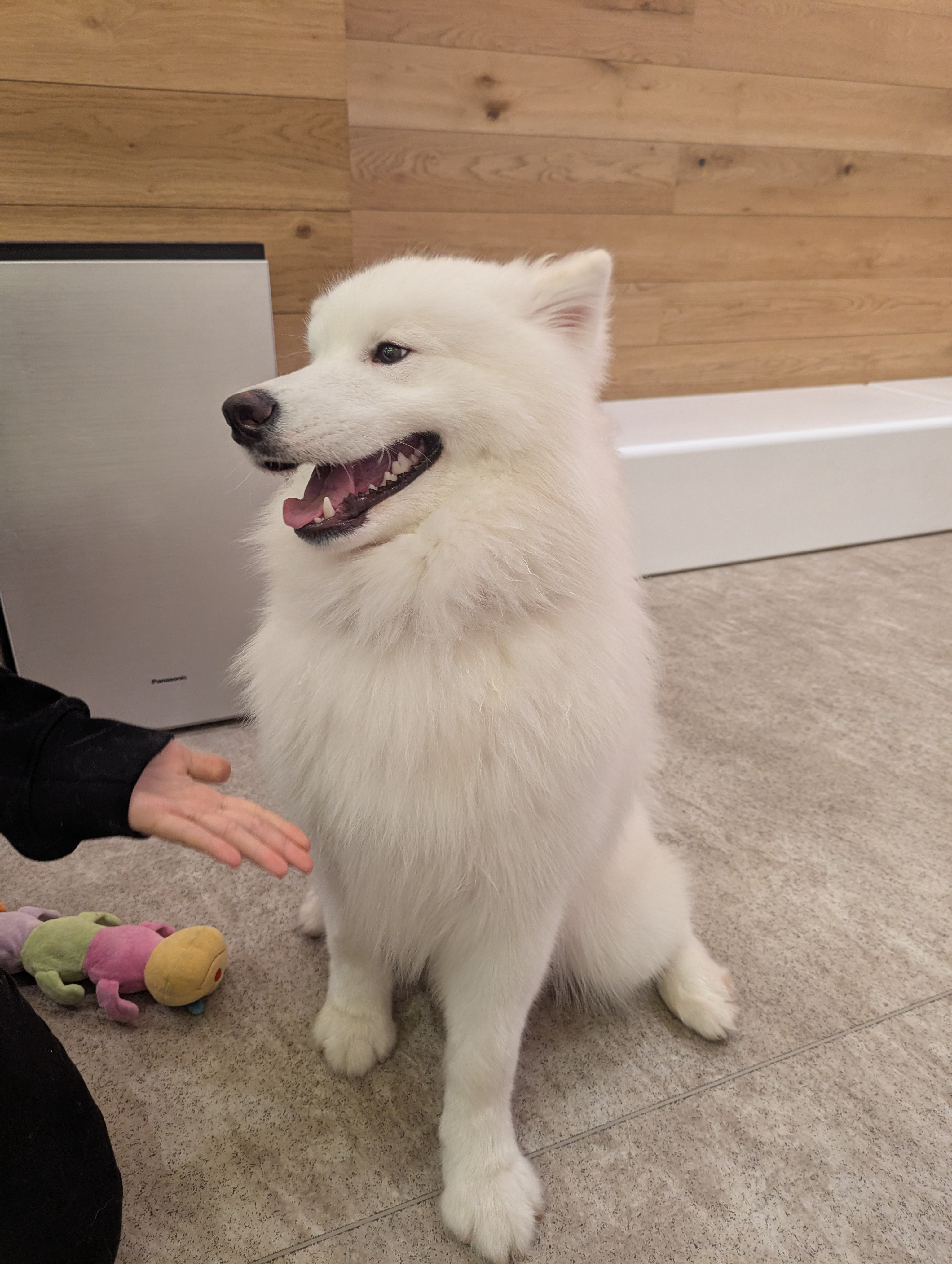 初サモエドカフェ！！の画像