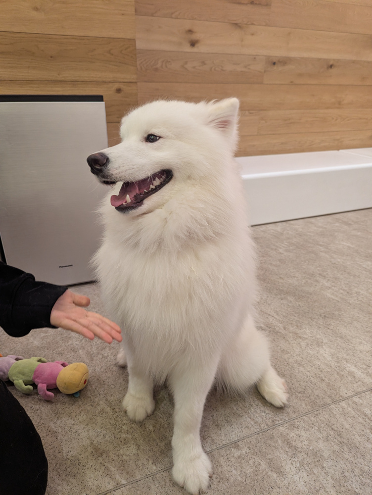 初サモエドカフェ！！の画像