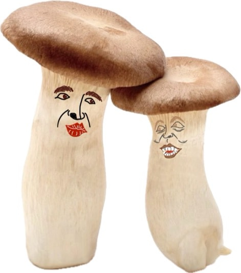 キノコの画像