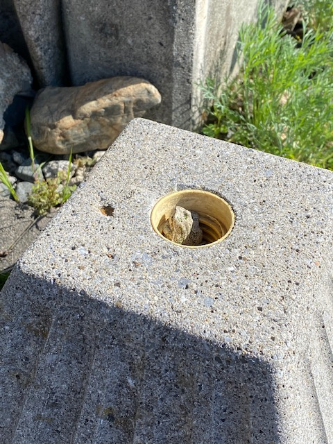 あら、こんなところに＾＾？の画像