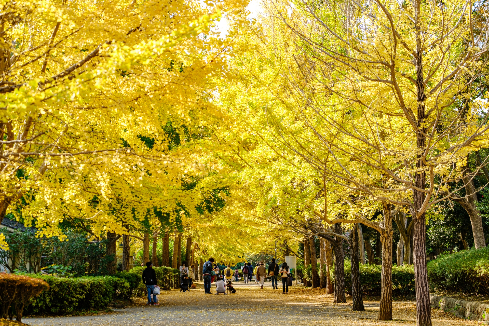 10月8日は「木の日」！住まいと木の関係を見直してみませんか？の画像