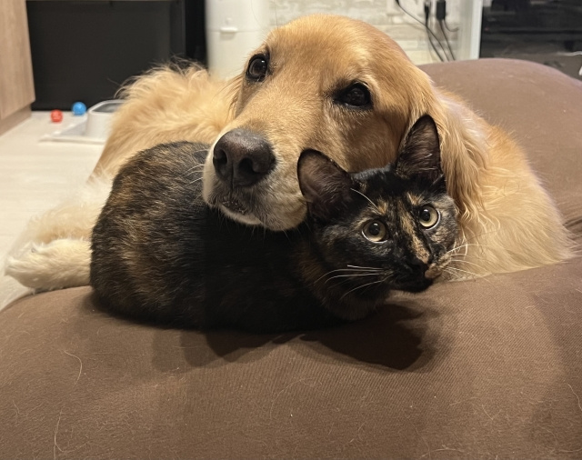 ペット可賃貸の初期費用はどれくらいか知っていますか 初期費用を抑える方法や注意点も紹介の画像