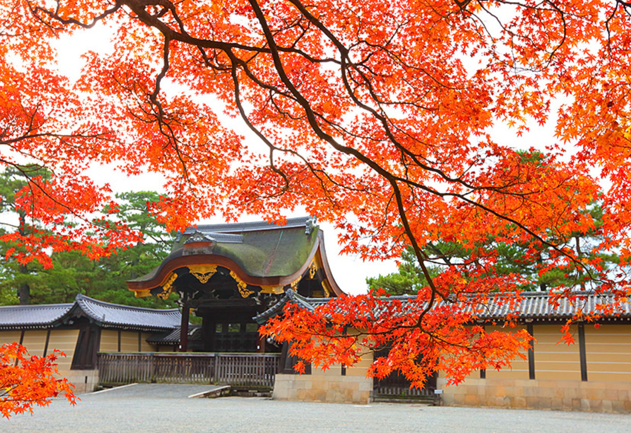 御所南小学校の魅力をご存じですか?家族で安心できる学区の情報を紹介の画像