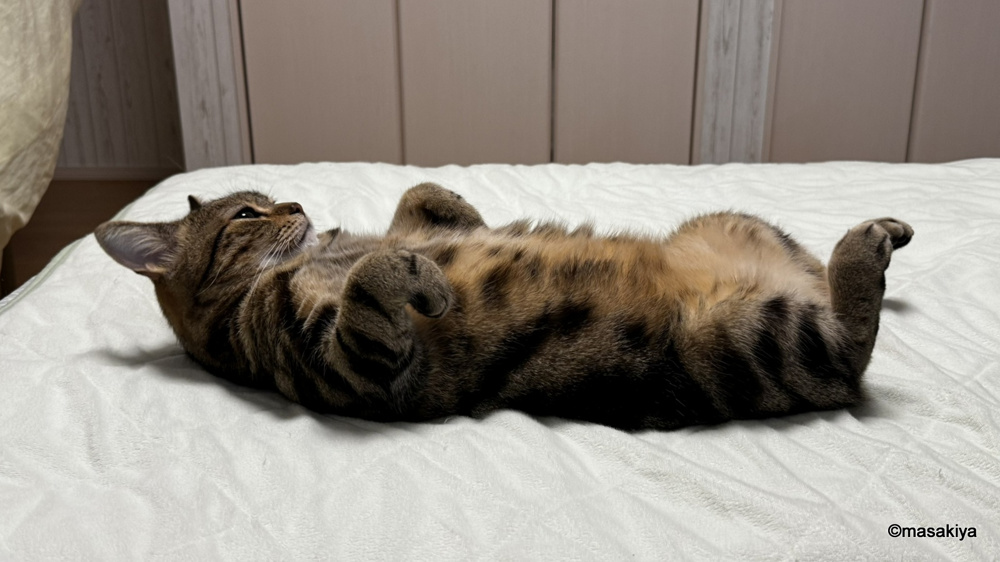 善光寺付近でクマ出没の画像