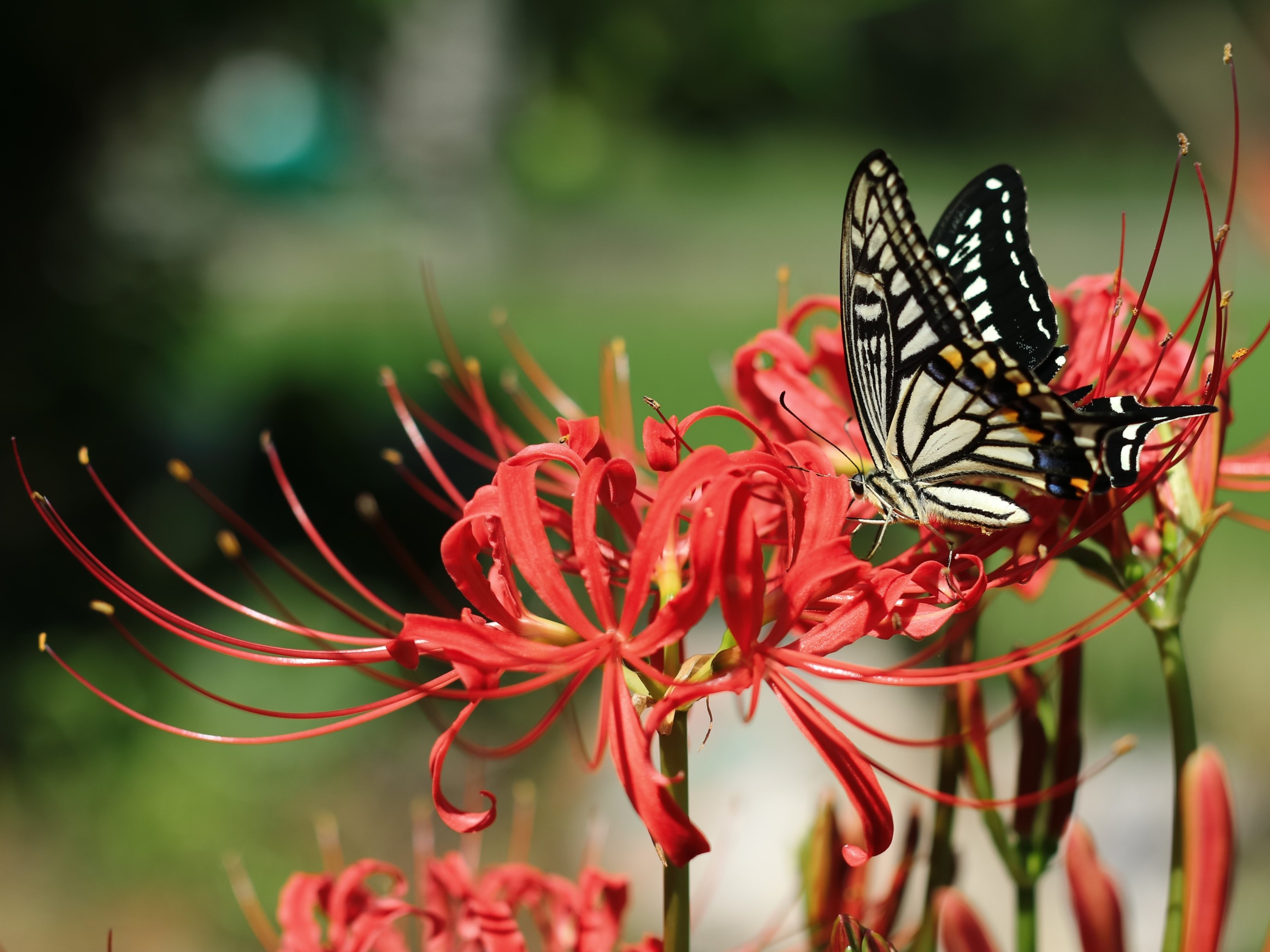 【岐阜市のカメラ散歩】白と赤の彼岸花に誘われて──不動産会社スタッフが見た街の魅力の画像