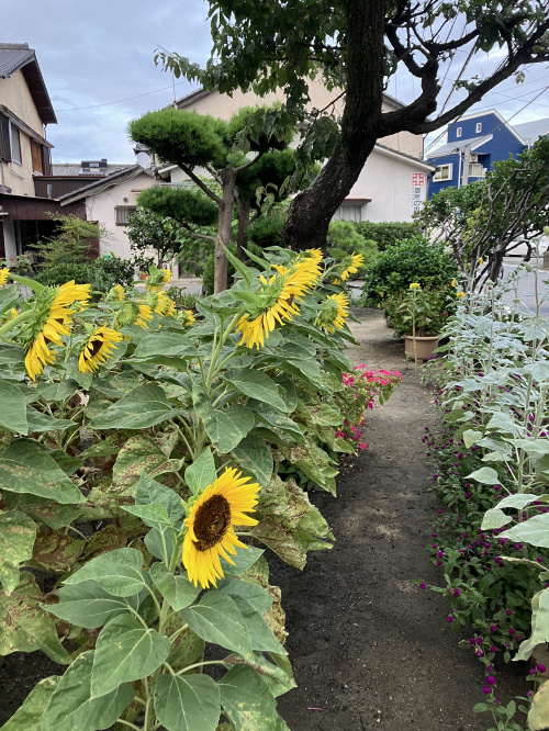 顔を上げて行こ♪の画像