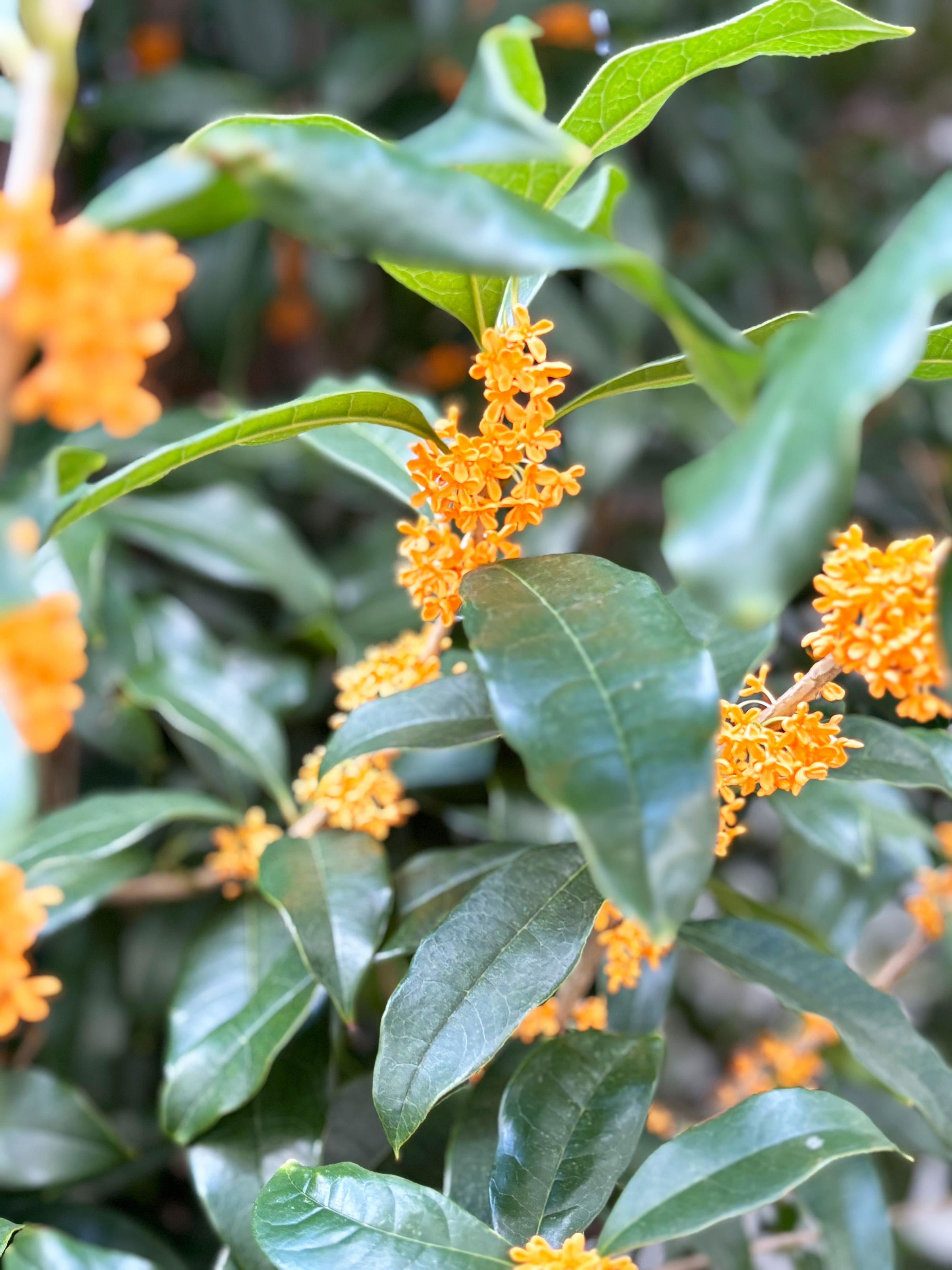 キンモクセイの季節の画像