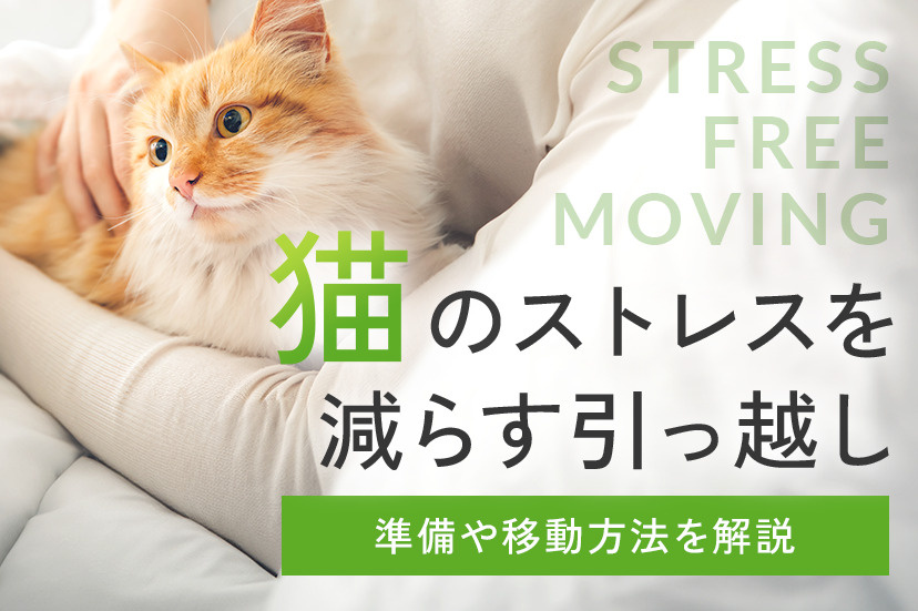 猫のストレスを減らす引っ越し｜準備や移動方法を解説