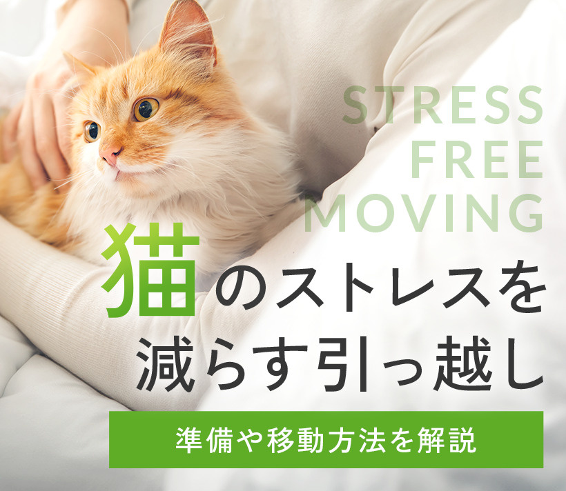 猫のストレスを減らす引っ越し｜準備や移動方法を解説