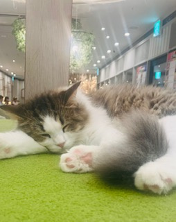 モフモフ♪癒しの休日(^-^)の画像