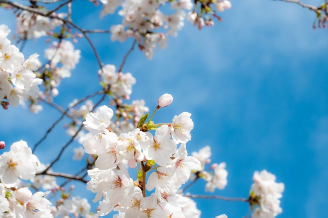 春の中央区さんぽ｜桜が楽しめる街・公園特集の画像