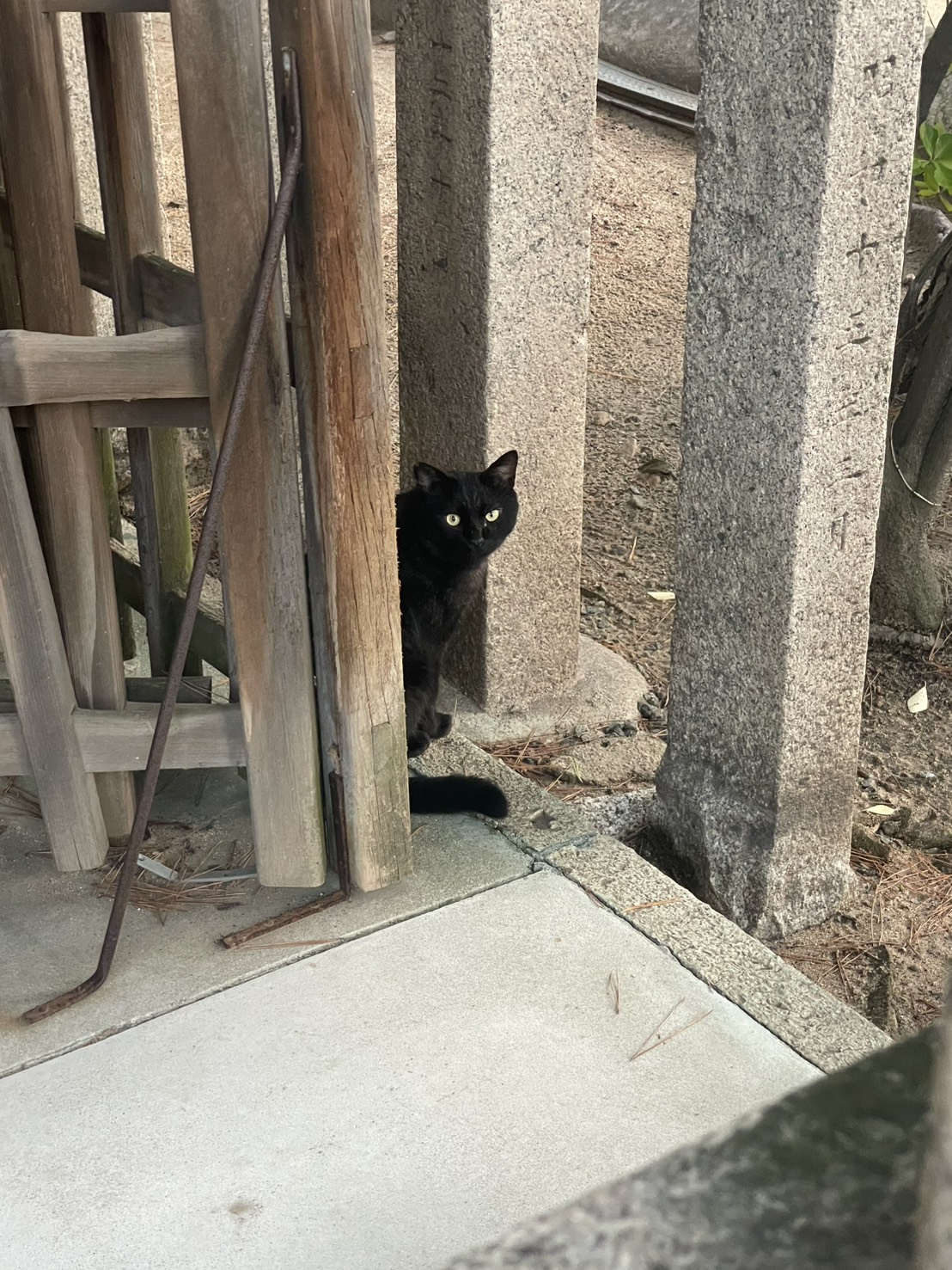 神戸市東灘区のとある神社に暮らす黒ねこ｜静けさと祈りのあいだでの画像