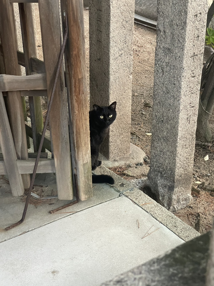 神戸市東灘区のとある神社に暮らす黒ねこ｜静けさと祈りのあいだでの画像