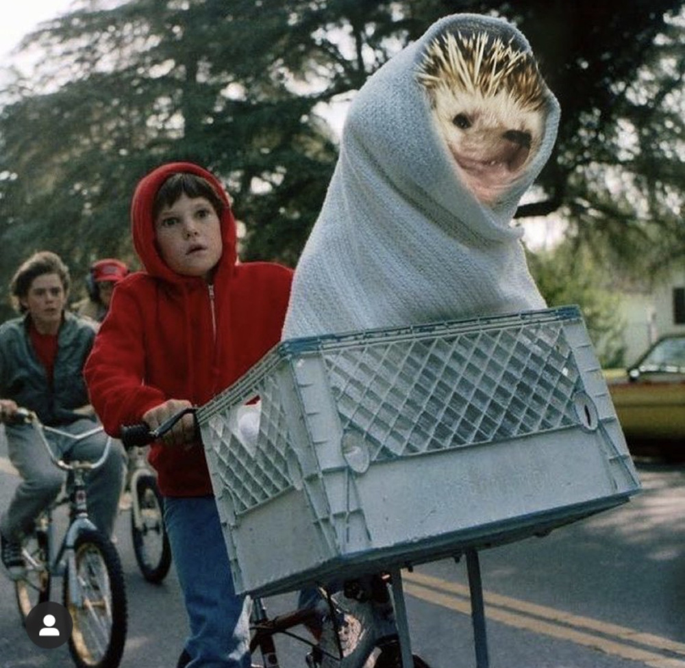 動物を飼いたい！の画像