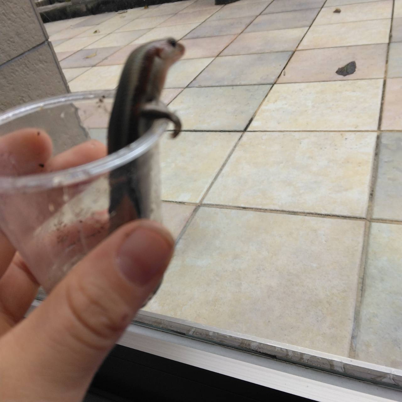 スムトコ不動産事務サポートSのブログ「S家のトカゲ騒動～その後」の画像