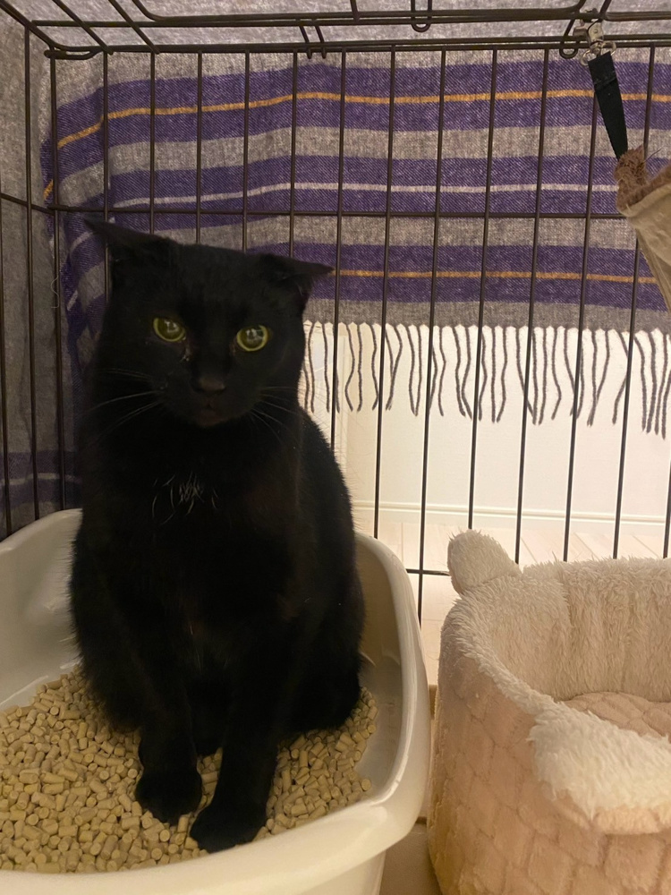 元シャーシャー猫のあんこちゃんの画像