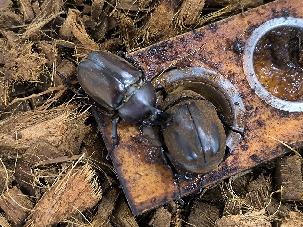 １０月２１日：我が家のカブトムシの画像