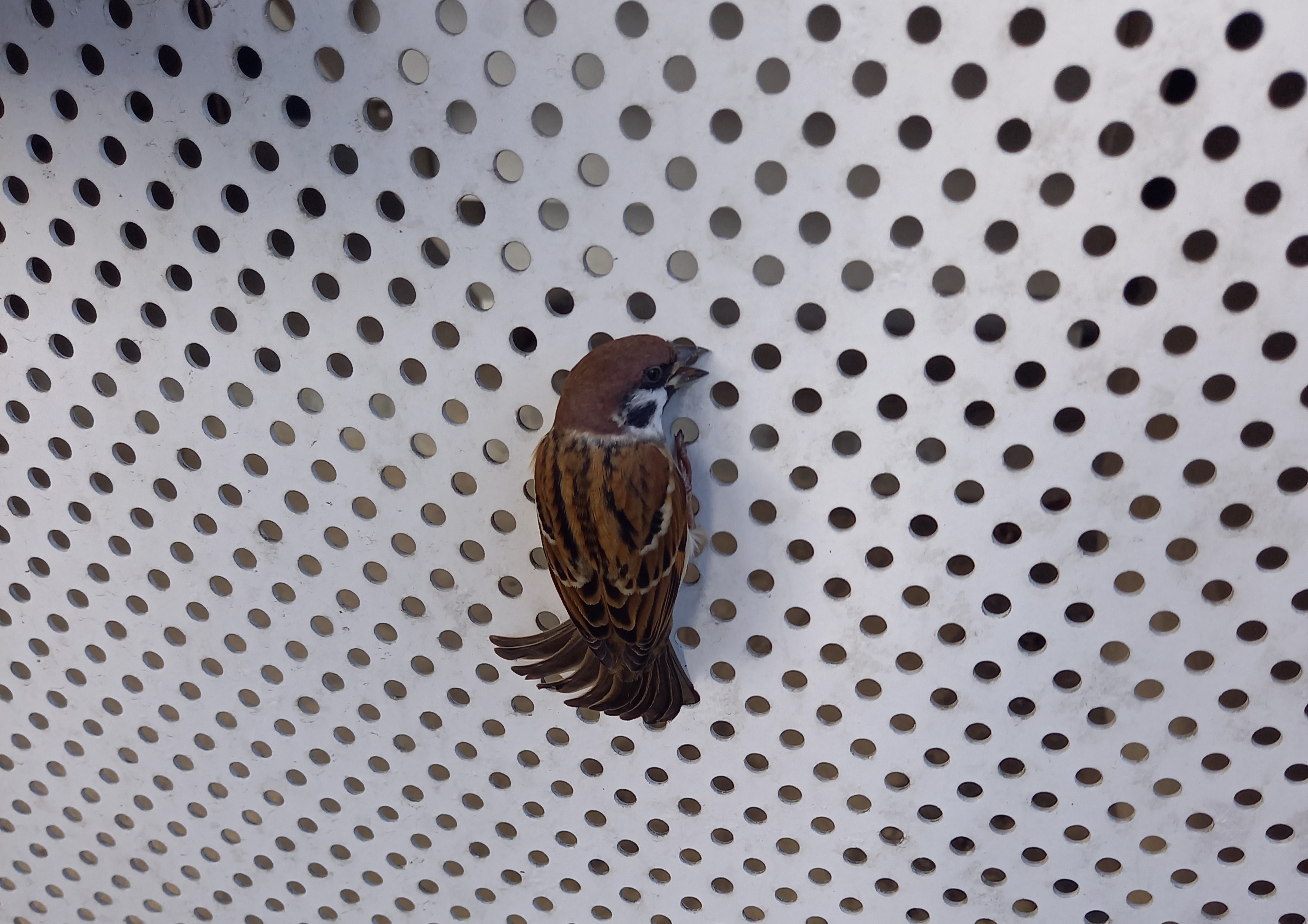 何者！？の画像