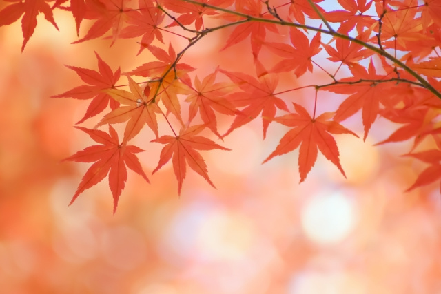 港区で開催される１１月のイベントのご紹介の画像