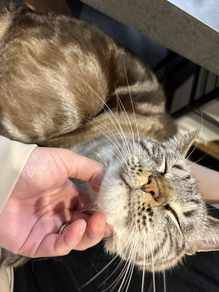 黒坂のネコネコ日記⑧の画像