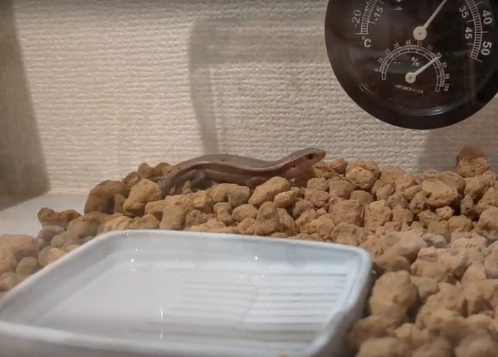 スムトコ不動産事務サポートSのブログ～S家のトカゲ騒動　完～の画像