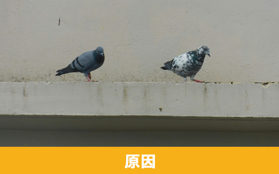 賃貸物件のベランダが汚れる原因