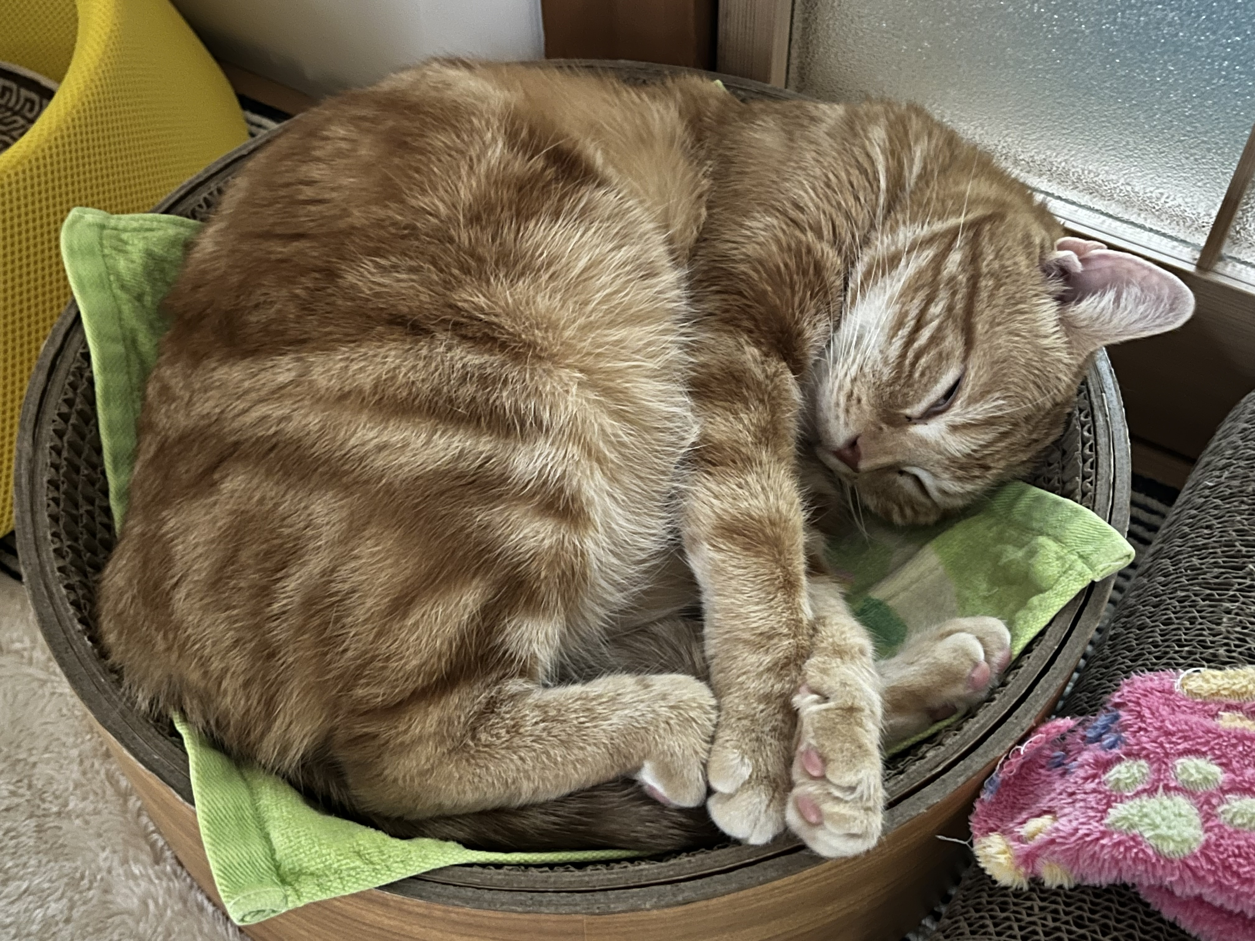 いっきに冬が・・・の画像