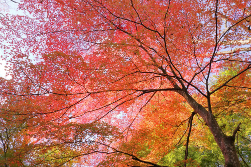 【秋は住み替えのチャンス!“下見シーズン”におすすめの動き方】の画像