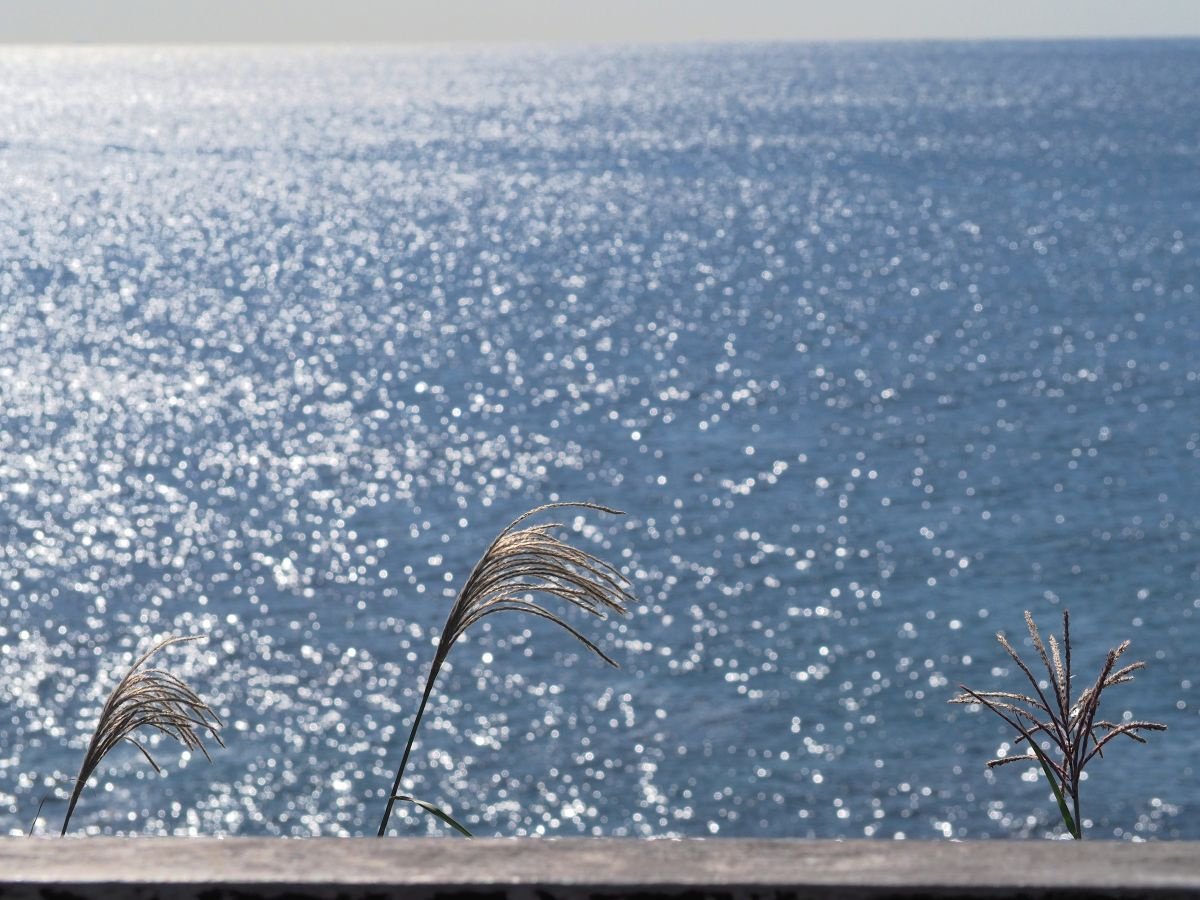 荒崎海岸＠横須賀の画像