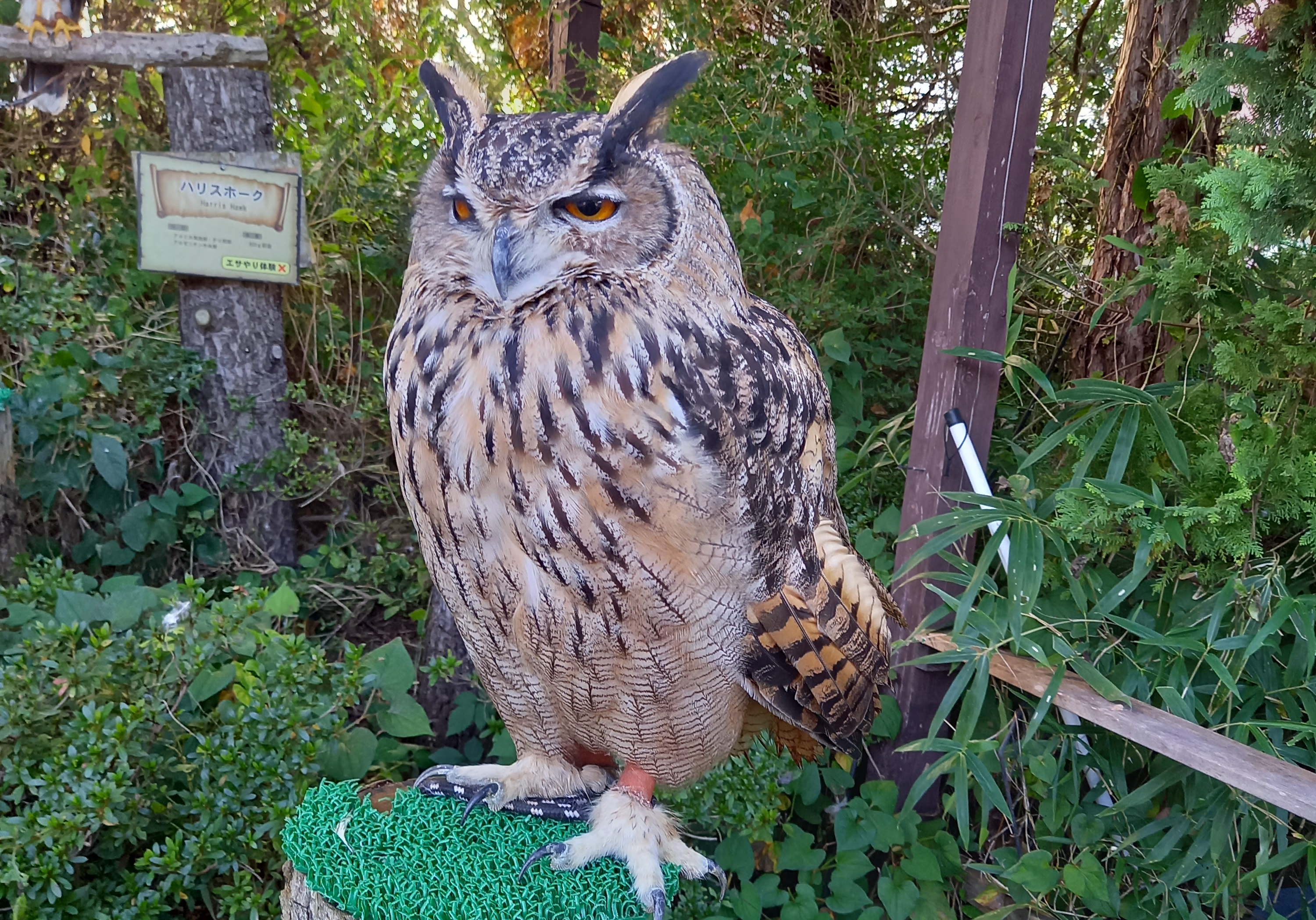 フクロウ♪の画像