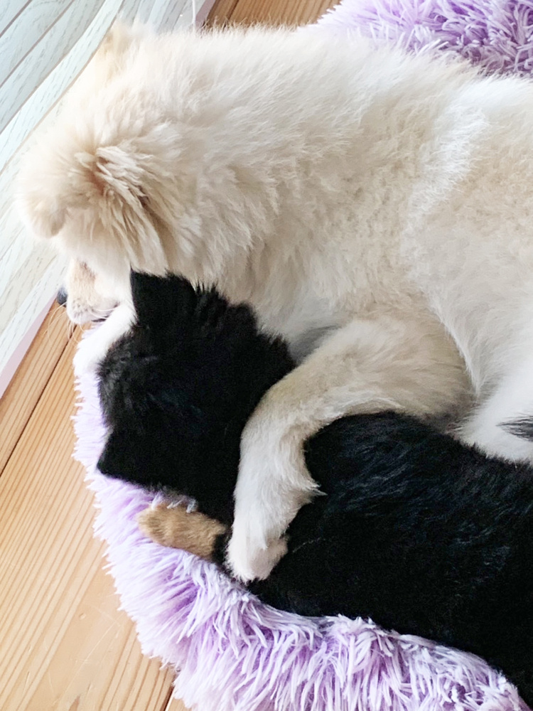 うちのワンコ♪の画像