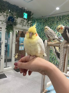 モフモフ♪癒しの休日(^-^)の画像