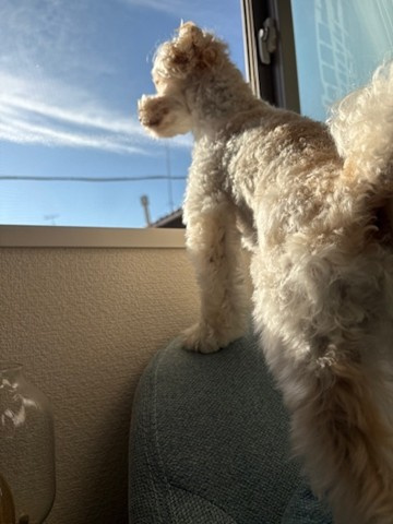 最近の千葉のワンコの画像