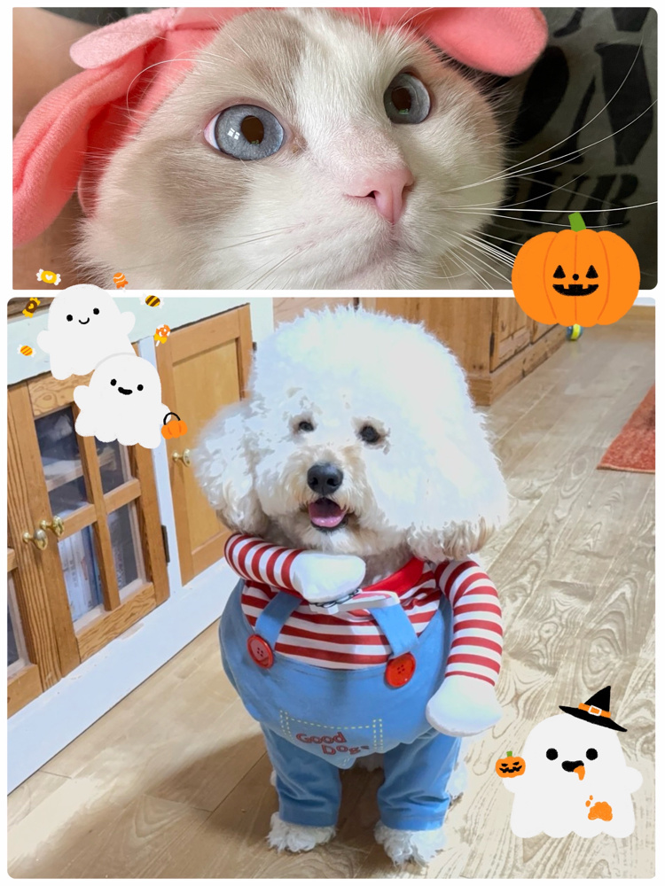 ハッピーハロウィン！！の画像