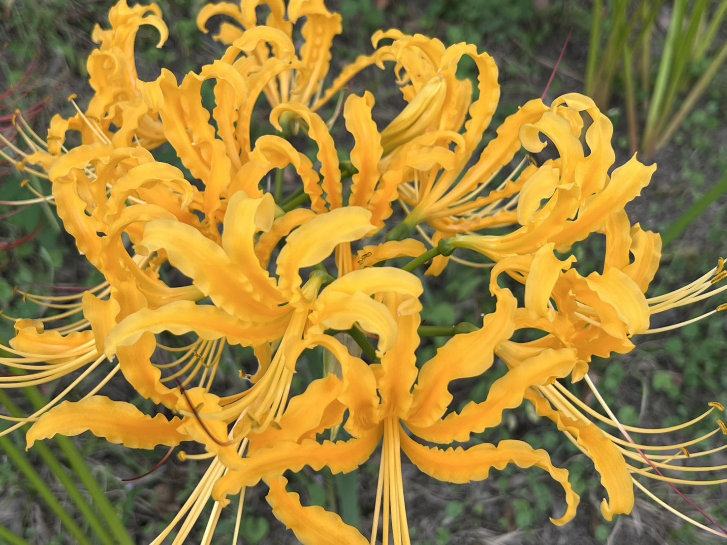 秋のお花見の画像