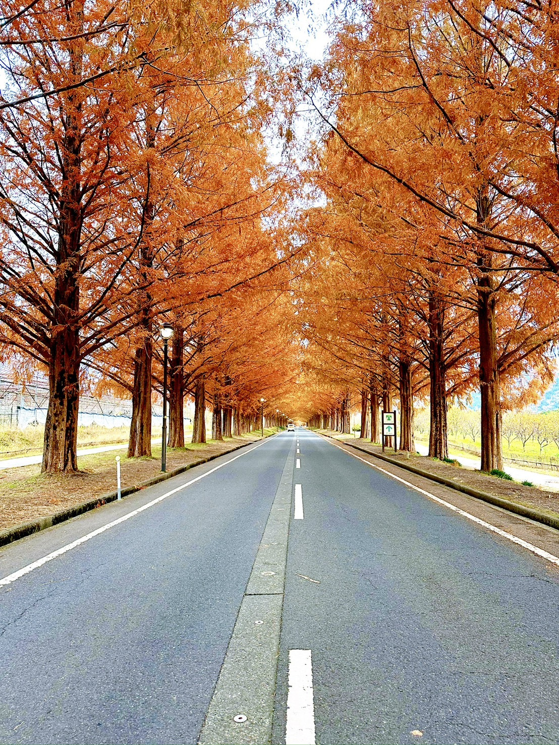 個人的オススメ紅葉スポット!の画像