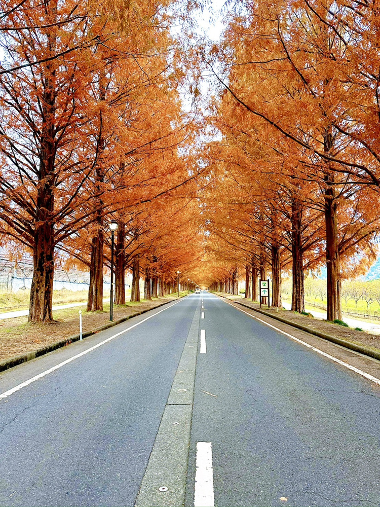 個人的オススメ紅葉スポット！の画像