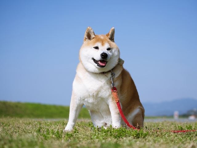☆11月1日 犬の日☆の画像