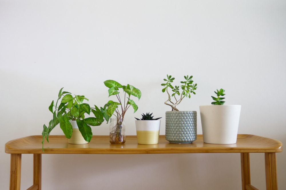 観葉植物が映えるインテリアカラーの選び方は？購入前に照明計画や家具もチェックしようの画像