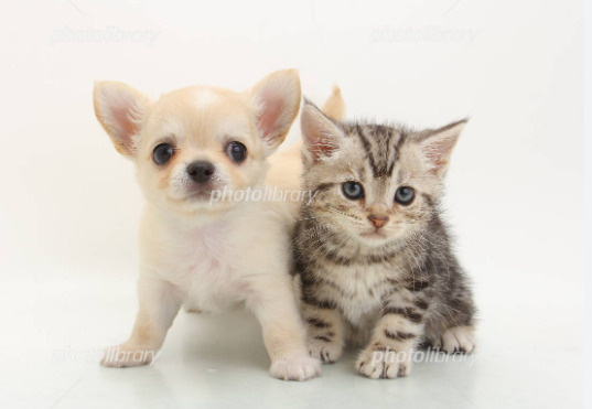 灘区・東灘区ペット飼育者必見！の画像